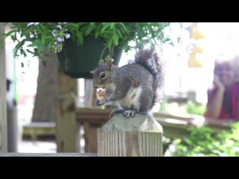 Putter the squirrel is an international ice cream star