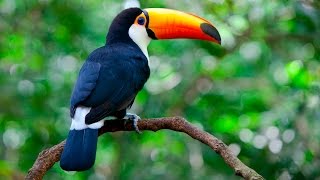 100 Bird Species Are Nearing Extinction