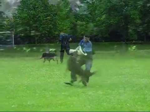 Dean z Duhového lesa