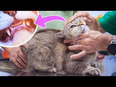Alpha Cat Mia Breaks Her Tooth