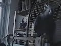 X Rated Parrot 12