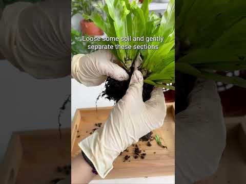 Want to have more bird's nest ferns? Do this! 😉 #bestplantfriend #plant #houseplant #propagation