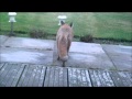 Fox Diary 2011 10 10