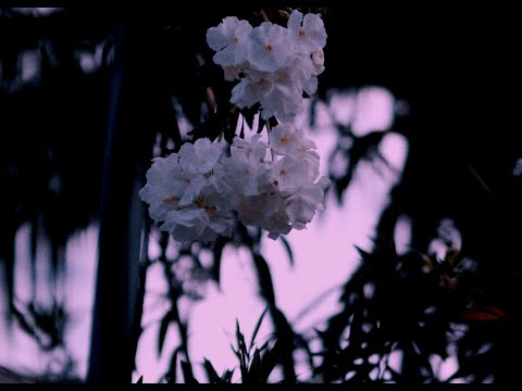 4. HOMEM DE FERRO - Moisés da Torre e Lacerda (Cultivando Flores)