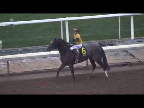 Gunmetal Gray wins Sham Stakes