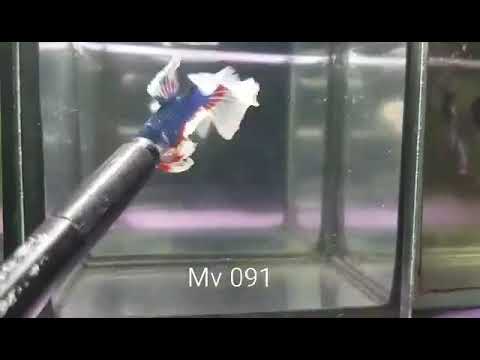 (MV-091) Fancy Salamander Butterfly Halfmoon Male Betta