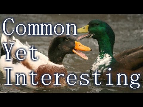 , title : 'Common Yet Captivating: Mallard Duck'