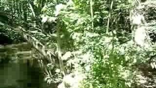preview picture of video 'Twin Mills Campground Nature Trail'