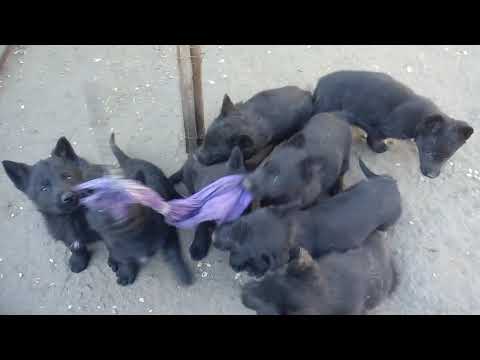 Началась продажа щенков на питомнике «Schwarzer Fluss».(German Shepherd Dog)