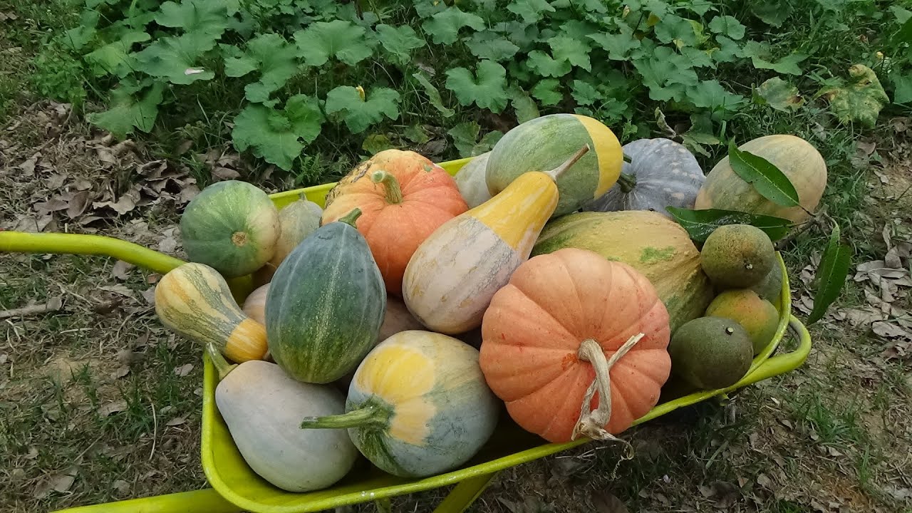 COM ESSA RIQUEZA JÁ DÁ PRA SER FELIZ