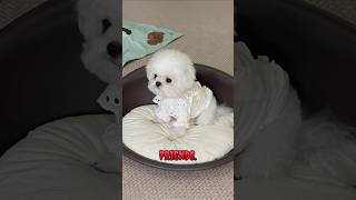 Hi👋I'm Sad😔😟 #dog #pets #puppy #dogs #dogshorts #cute #cutedog #ytshorts #shorts #viral 