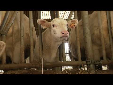 , title : 'Le retour de la fièvre catarrhale ovine dans la Nièvre'