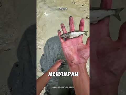 Kuras Waduk Sempit! Nggak Nyangka Dapat Ikan Karper Raksasa & Baung Kuning Super Besar! #short