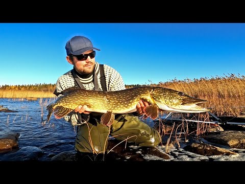 SUURHAUKEA TUULISESTA KIVIKOSTA - HAUEN MERIKALASTUS SYKSYLLÄ