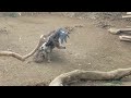 Ruppell S Vulture Lappet Faced Vulture 2022