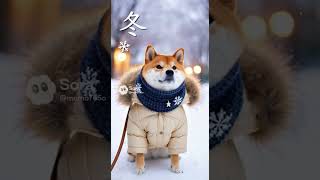 柴犬のファション！