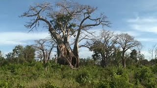 Kenya's baobab trees face new threats