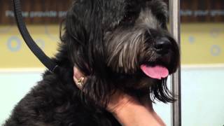 How to Groom a Labradoodle : Dog Grooming Tips