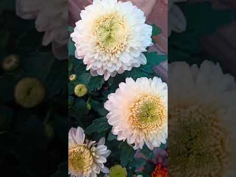 Warna Favorite, Bunga Krisan Putih / White Chrysanthemum Flower