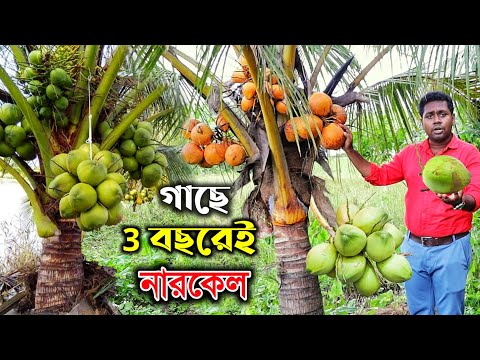 গাছে মাত্র 3 বছরেই নারকেল | Small Coconut Tree | Malaysia Coconut | Coconut Farming