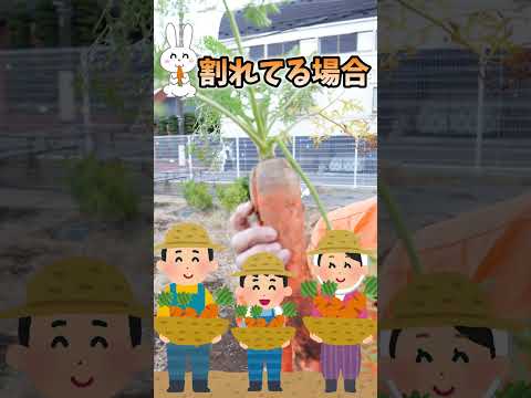 ニンジンの種まきに最適な時期はいつですか