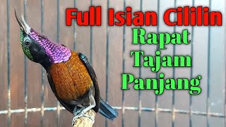 Download lagu Masteran / Pancingan KoNin DaCok Isian CILILIN Tajam, Rapat, Panjang mp3 Download lagu Masteran / Pancingan KoNin DaCok Isian CILILIN Tajam, Rapat, Panjang mp3