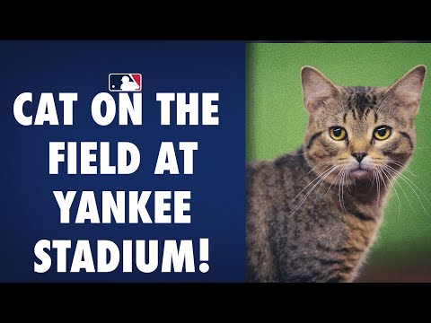 YouTube video about: What does a cat need to play baseball?