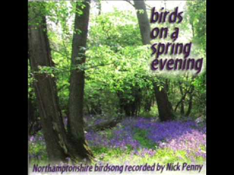 nightingale song