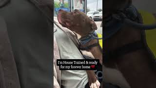 Video preview image #1 American Pit Bull Terrier-Unknown Mix Puppy For Sale in Chandler, AZ, USA