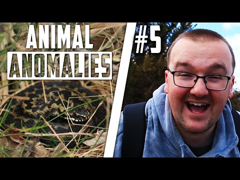 Venomous Snakes In The UK? Here's WHERE To FIND Them!