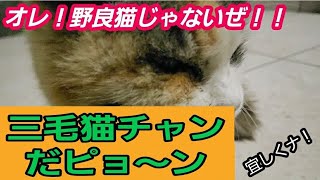 地獄の出張から帰って来たら相変わらず汚い近所の三毛猫チャンが久しぶりに笑顔で遊びにやって来た！