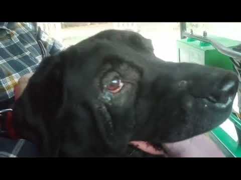 An auto ride with my beautiful Labrador