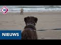 Weer hond doodgereden op het strand: 'Elk dood dier of mens is er één te veel' - OMROEP WEST