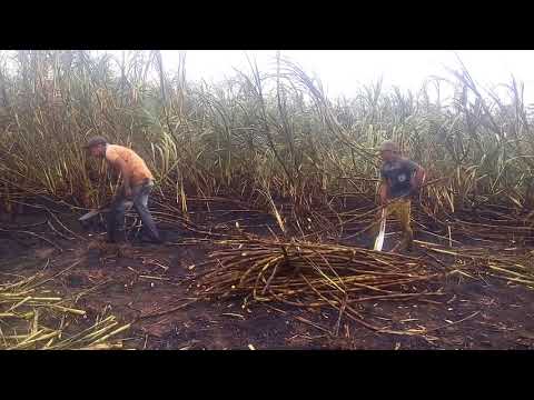 Sugarcane harvesting...in town 3, El Koaco
