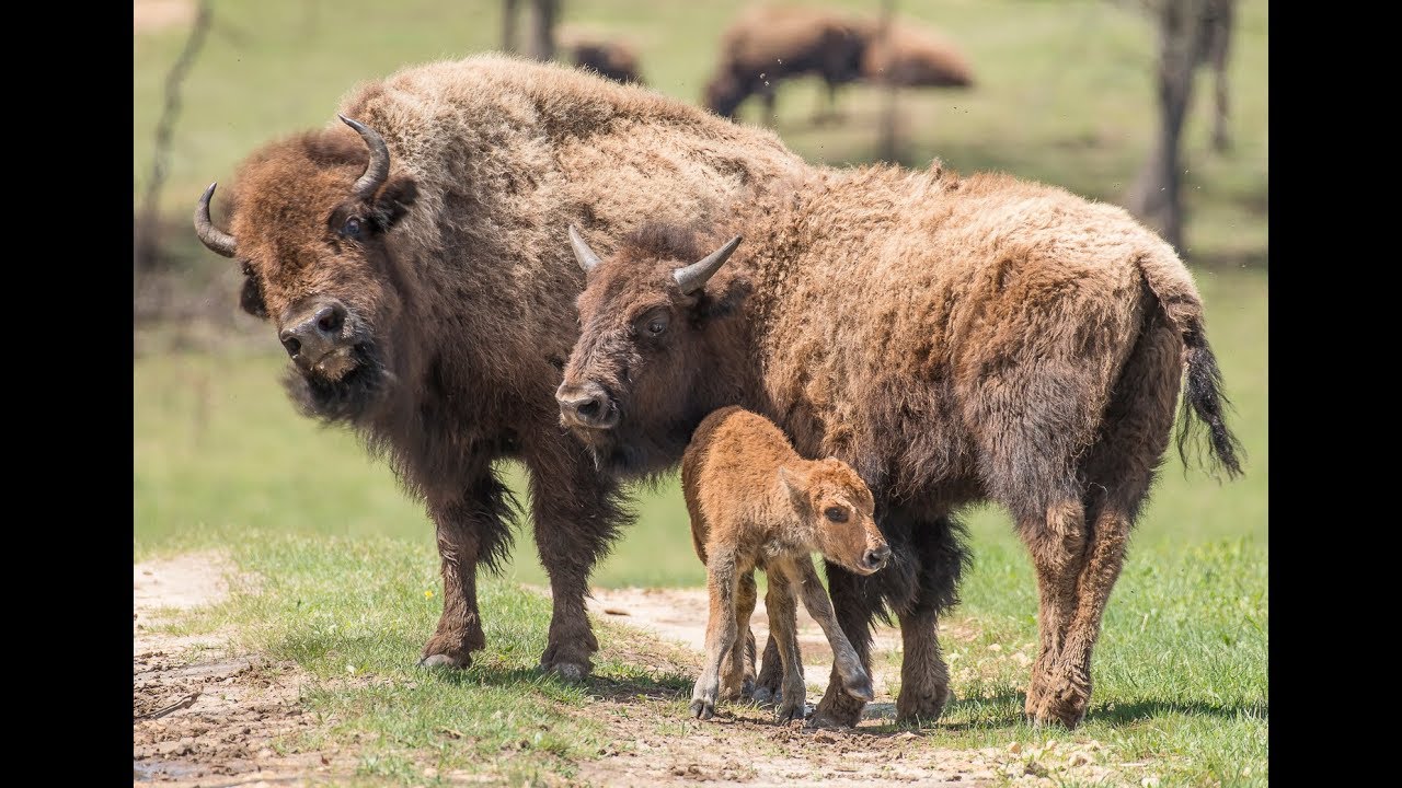 Baby Bison #13