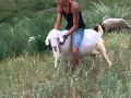 пацан посет баран на козле 