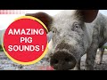 PIG SOUNDS Real Pig Hungry Sounds Pig Farming House Pig Pictures