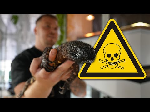 We found POISONOUS LIZARDS in Germany! - Gila monsters in a terrarium