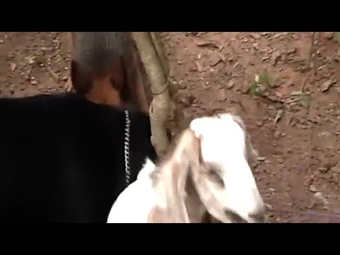 Rottwieler attacks goat | Dog attack kerala