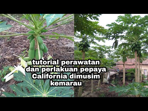 #tutorial perawatan dan perlakuan pepaya California di musim kemarau