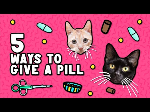 How to Give a Pill to a Cat or Kitten (5 Different Ways!)