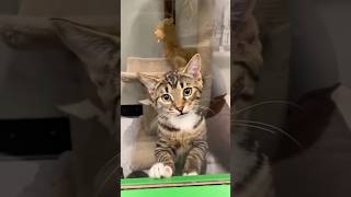 #cat #cute #catvideo #cutecat #funnyvideo #pets