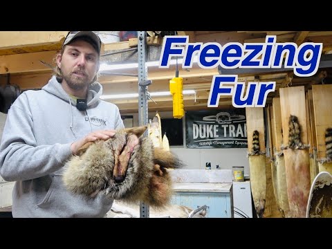 How To Freeze Fur (Fur Handling Tips)