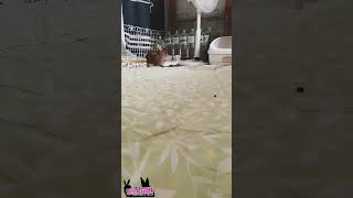 脱兎🐇