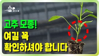 고추모종 꼭 확인하고 심어야 하는 이유!! ㅣ 고추모종 잘 심는 방법 ㅣ 고추명인의 정식 방법