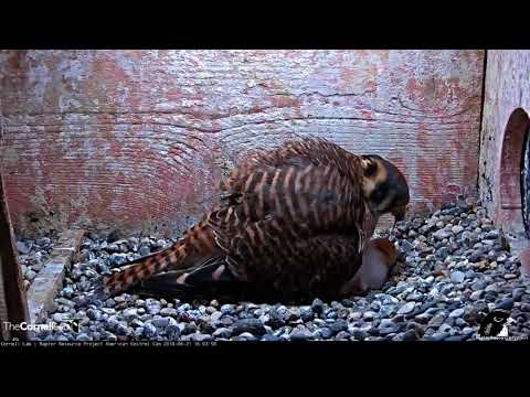 Female Kestrel Covers Up Chicks After Feeding – June 21, 2018