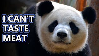 Panda Facts: aka GIANT PANDA FACTS 🐼 Animal Fact Files