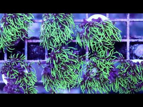 YouTube video about: How fast do zoanthids grow?