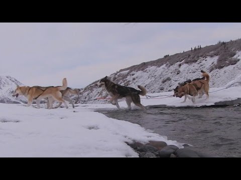 Raising sled dogs at Denali National Park