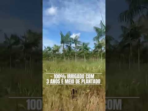 Oportunidade de investimento.  Fazenda de Açaí em São João da Ponta/PA. R$2.500.000,00. Chama...